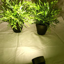 12V 10W COB LEDOutdoor Garden Spotlights landscape light - TRYPER LED LIGHTING